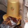 ΧΡΥΣΗ ΠΟΤΙΣΤΡΑ 12L ΜΕ ΤΑΠΑ ΓΙΑ ΚΟΤΕΣ - ΠΟΥΛΕΡΙΚΑ