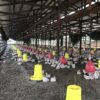 ΙΤΑΛΙΚΗ ΑΥΤΟΜΑΤΗ ΠΟΤΙΣΤΡΑ ΚΑΜΠΑΝΑ ΓΙΑ ΚΟΤΕΣ