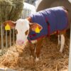 9231-patura-pentru-vitei-impermeabila-thermoplus-albastru-inchis-70-x-70-cm ΚΟΥΒΕΡΤΑ ΜΟΣΧΑΡΙΟΥ THERMOPLUS 80×70 cm