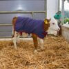 9232-patura-pentru-vitei-impermeabila-thermoplus-albastru-inchis-70-x-70-cm ΚΟΥΒΕΡΤΑ ΜΟΣΧΑΡΙΟΥ THERMOPLUS 80×70 cm